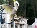 Burung Kakatua Bunyi Ayam Ketawa images Burung Kakatua Bunyi Ayam Ketawa
