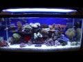 30 Gallon Reef - Sony DSC WX5 HD Camera
