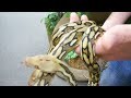 Cheetah Retics Update