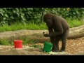 Cute zoo animals get their Christmas pressies early