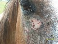 Intro to the abuse of a horse (Horse keeping)