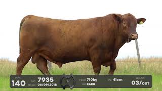LOTE 140 - TOUROS ANGUS - LEILÃO SÃO BIBIANO 2021
