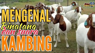 MENGENAL BINATANG DAN SUARA KAMBING