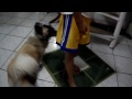 Gucci Nymphomaniac Dog Lol images Gucci Nymphomaniac Dog Lol