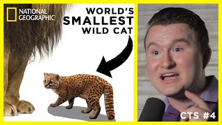 National Geographic Showcases the World's SMALLEST Wildcat: Why Aren't Cats Vegetarian? | CTS E4