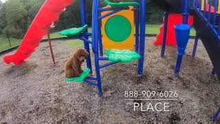 Mini Poodle "Lulu" l Amazing Transformation l Hampton Roads Dog Trainers