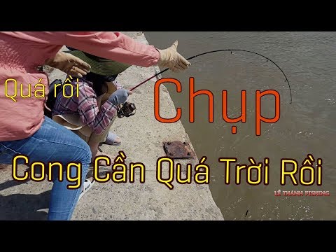 Câu cá vồ biển ở biển Ba Động , Một buỗi câu hơn 10kg cá | LTF TẬP 2 ( CÁ VỒ CHÓ BIỂN)