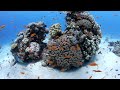 Red Sea Underwater Hd