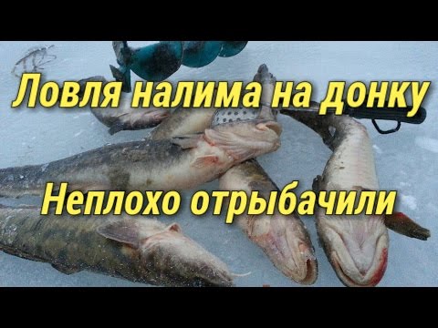 донная ловля налима донная ловля налима