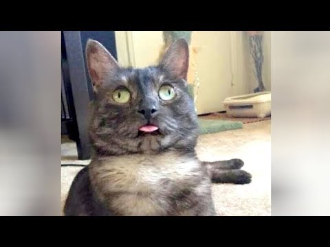 HILARIOUS CATS, prepare yourself for ULTRA LAUGHTER! - Funny CAT VIDEOS compilation