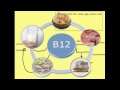Vitamin B12 absorption
