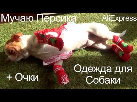 Игрушка той терьер своими руками Игрушка той терьер своими руками