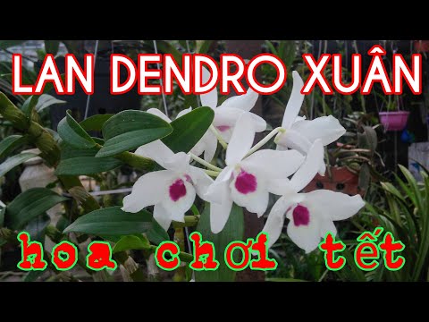 DENDRO XUÂN - HOA LAN CHƠI TẾT