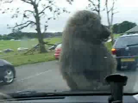 Baboons at Knowsley safari