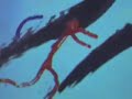 Living Cinema: Bob Ostertag and Pierre Hébert