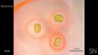 Scientists have created liquid magnets in the lab | Science News