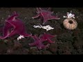 Animals in the Antarctic Ice