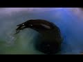 Animals in the Antarctic Ice