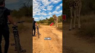 Dont Disturb A Giraffe.