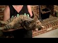 My Mom S Jungle Bobcat Hybrid Can Sit Like A images My Mom S Jungle Bobcat Hybrid Can Sit Like A