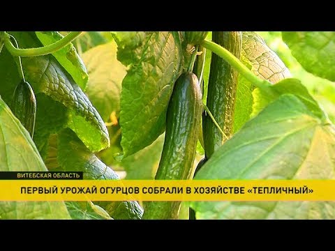 В беларуси собрали урожай В беларуси собрали урожай