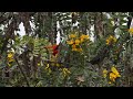 HAWAIIAN I'IWI - Kilauea Volcano - Honeycreeper