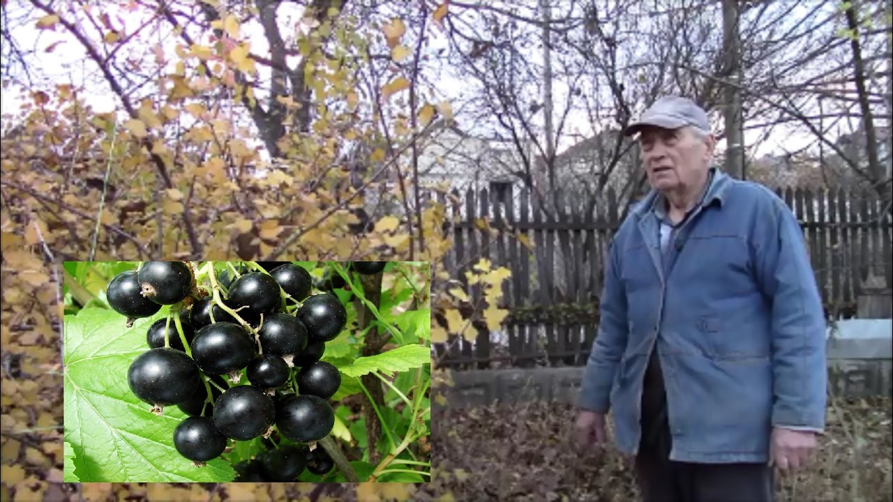 Сад огород видео смородина Сад огород видео смородина