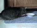 pettube