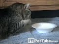 pettube