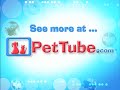 pettube