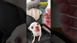 Cat Video