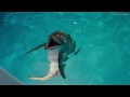 Видео История дельфина 2 (трейлер русский) [Новинки Кино 2014]