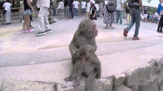 Macaca Fua Makak Japoński Japanese Macaque