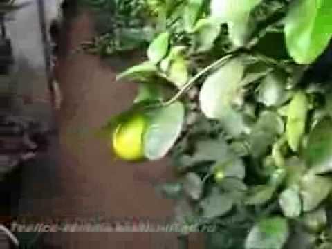 Выращивание в теплице фейхоа 60