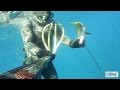 Video pesca in apnea Corvina all'agguato - Sardegna 2011 - Claudio Basili