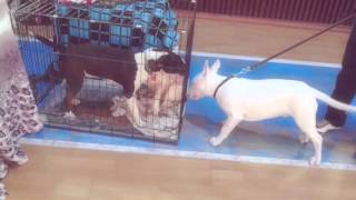 Danny Bull Terrier Armenia Yerevan Adla-Fci Cac Cacib Spring 2016