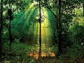 Relaxing Music, Meditation Music, Sleep Music (Rainforest Extended Version)