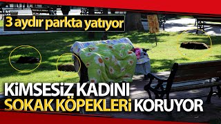 3 Aydır Parkta Yatan Kimsesiz Kadını Sokak Köpekleri Koruyor