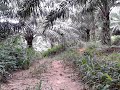 image Pikat Betina Power 02 16 11 26 08