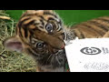 CUTEST baby tiger