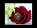 www.rpt.com.my