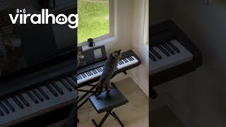 Keyboard Kitty Creates Spooky Vibes || Viralhog