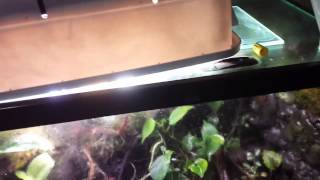 Funnel Feeding Fruit Flies