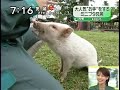 paw by baby pig