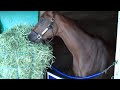 LaserMan Blind Luck Cesar watching Arlington Million at Del Mar