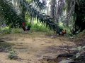Pikat Ayam Hutan Pikat Ad Amat Goh images Pikat Ayam Hutan Pikat Ad Amat Goh