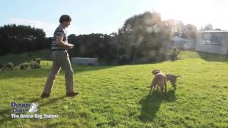 become a dog trainer | best online video dogs trainer