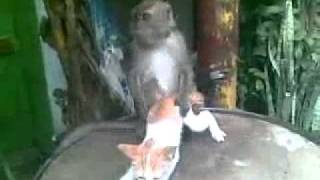 Video Ariel & BCL