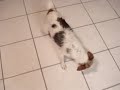 Funny Jack Russell dog