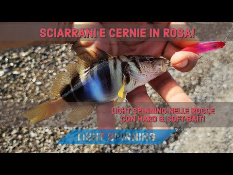 LIGHT SPINNING INSHORE - sciarrani e cernie da riva in rosa - PESCATA SPORADICA - clipangler